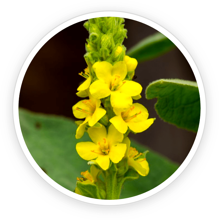 Close-up of Mullein herb used in Sonofit supplement for respiratory health.